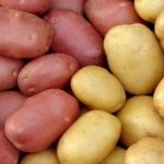 Sonhar com batata: O que isso significa? Todos os resultados, aqui!