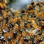 Sonhar com enxame de abelhas: O que significa? Descubra todos os resultados, aqui!
