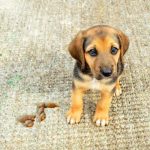 Sonhar com fezes de cachorro – O que significa? Descubra, aqui!