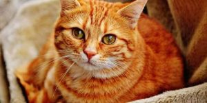 Sonhar com gato amarelo
