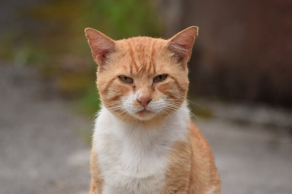 Sonhar com gato amarelo