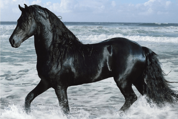 Sonhar com cavalo preto