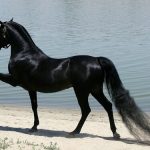 Sonhar com cavalo preto – O que significa? Respostas, aqui!