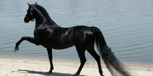 Sonhar com cavalo preto