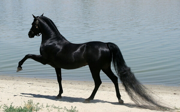 Sonhar com cavalo preto - O que significa? Respostas, aqui!