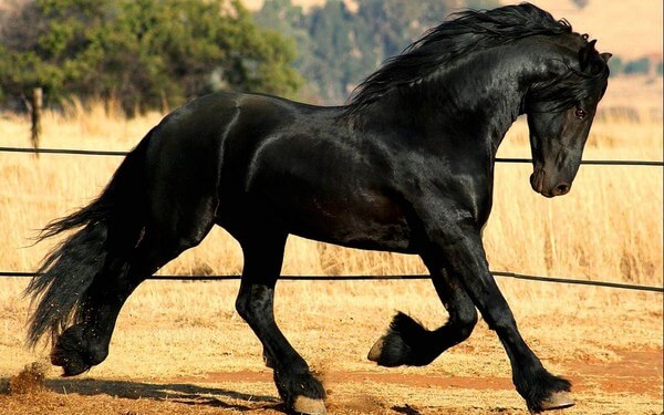 Sonhar com cavalo preto