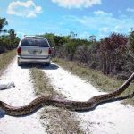 Sonhar com cobra gigante – O que significa? Confira tudo, aqui!