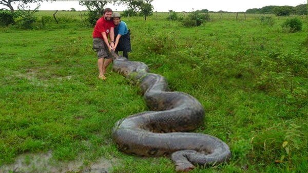 Sonhar com cobre gigante