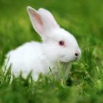 Sonhar com coelho branco – O que significa? Confira tudo, aqui!