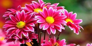 Sonhar com flor