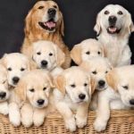 Sonhar com muitos cachorros – O que significa? Todos os resultados!