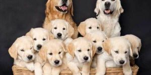 Sonhar com muitos cachorros