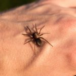 Sonhar com picada de aranha: o que significa? Confira, aqui!