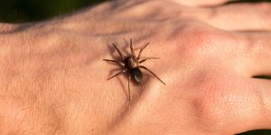Sonhar com picada de aranha