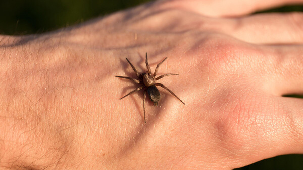 Sonhar com picada de aranha