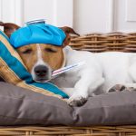 Sonhar com cachorro doente: é bom ou ruim? Significado!