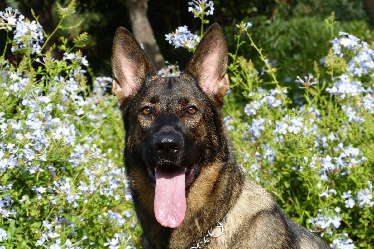 Sonhar com cachorro grande: o que significa? É bom ou ruim?