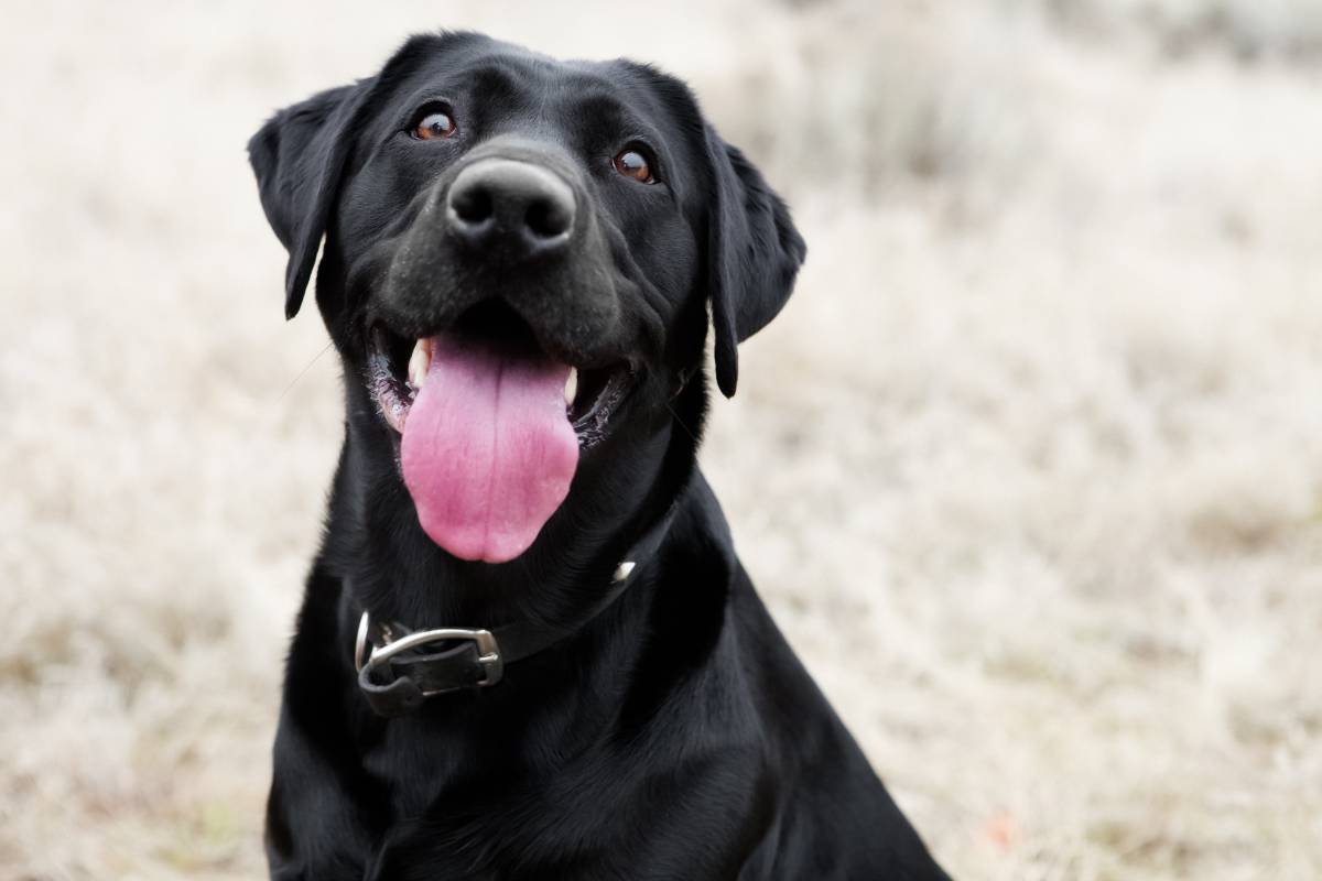 Sonhar com cachorro grande: o que significa? É bom ou ruim?