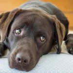 Sonhar com cachorro marrom: é bom ou ruim? O que significa?