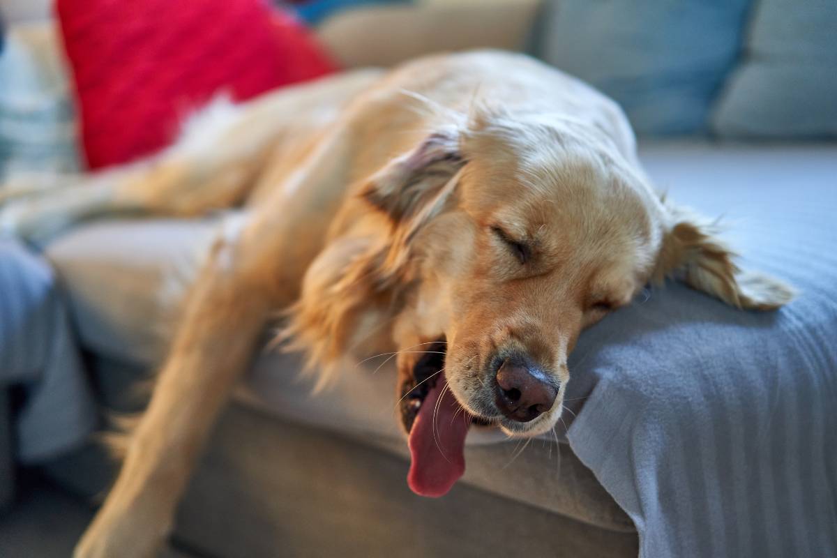Sonhar com cachorro morrendo: É bom ou ruim? Todos os significados!