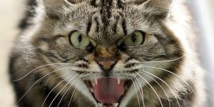 Sonhar com gato atacando