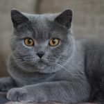 Sonhar com gato cinza: o que significa? É bom ou ruim?