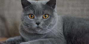 Sonhar com gato cinza