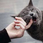 Sonhar com gato mordendo: o que significa? É bom ou ruim?