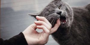 Sonhar com gato mordendo
