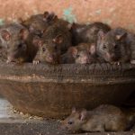 Sonhar com muitos ratos: O que significa? É bom ou ruim?