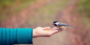 Sonhar com pássaro na mão
