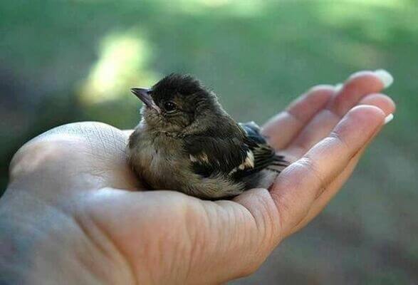 Sonhar com pássaro na mão