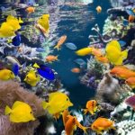 Sonhar com peixe colorido: o que significa? É bom ou ruim?
