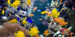 Sonhar com peixe colorido