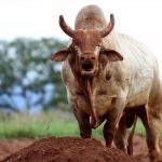 Sonhar com touro bravo: o que significa? É bom ou ruim?