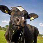 Sonhar com vaca preta: o que significa? Você pode conferir tudo, aqui!