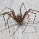 Sonhar com aranha marrom: é bom ou ruim? Indica perdas?