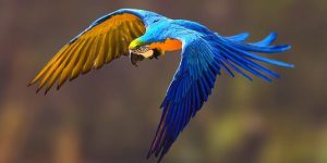 Sonhar com arara