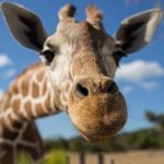 Sonhar com girafa – O que significa? É bom ou ruim?