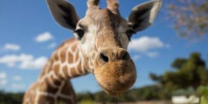 Sonhar com girafa