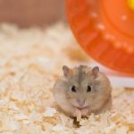 Sonhar com hamster – O que significa? É bom ou ruim? Todas as interpretações!