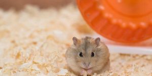 Sonhar com hamster
