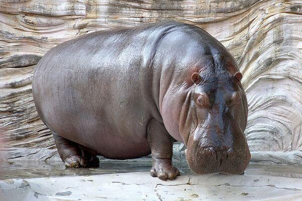 Sonhar com hipopótamo