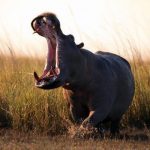 Sonhar com hipopótamo: é bom ou ruim? O que significa?