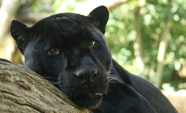 Sonhar com pantera negra