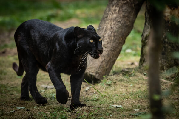 Sonhar com pantera negra