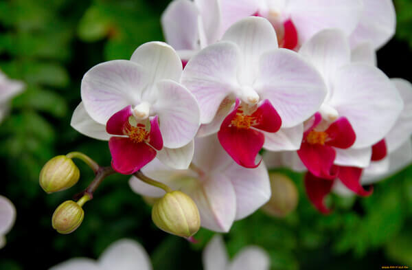 Sonhar com orquídeas