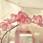 Sonhar com orquídeas – Quais os significados? É bom ou ruim?