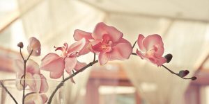 Sonhar com orquídeas