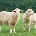 Sonhar com ovelha – O que significa? É bom ou ruim?